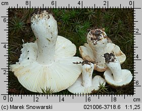 Russula vesca (gołąbek wyborny)