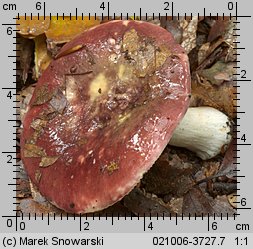 Russula vesca (gołąbek wyborny)