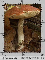 Leccinum aurantiacum (koźlarz czerwony)