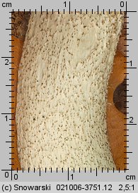 Leccinum aurantiacum (koźlarz czerwony)