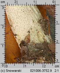 Leccinum aurantiacum (koźlarz czerwony)