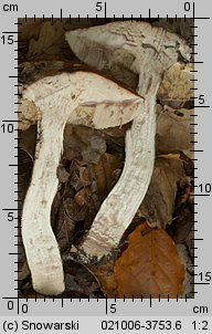 Leccinum aurantiacum (koźlarz czerwony)