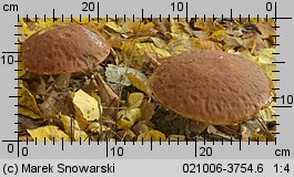 Leccinum aurantiacum (koźlarz czerwony)