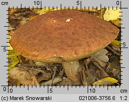 Leccinum aurantiacum (koźlarz czerwony)