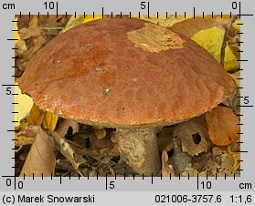 Leccinum aurantiacum (koźlarz czerwony)