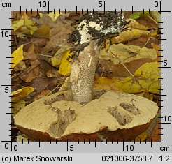 Leccinum aurantiacum (koźlarz czerwony)