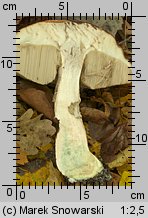 Leccinum aurantiacum (koźlarz czerwony)