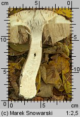 Leccinum aurantiacum (koźlarz czerwony)