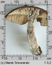 Leccinum aurantiacum (koźlarz czerwony)