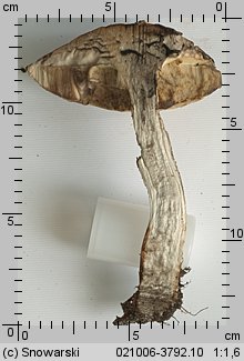 Leccinum aurantiacum (koźlarz czerwony)