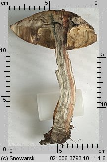 Leccinum aurantiacum (koźlarz czerwony)