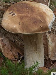 Boletus edulis (borowik szlachetny)