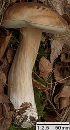 Boletus edulis (borowik szlachetny)