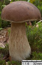 Boletus edulis (borowik szlachetny)