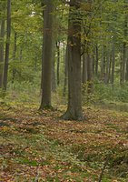 Boletus edulis (borowik szlachetny)