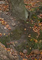 Boletus edulis (borowik szlachetny)