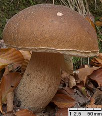 Boletus edulis (borowik szlachetny)