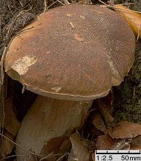 Boletus edulis (borowik szlachetny)