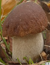 Boletus edulis (borowik szlachetny)