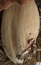 Boletus edulis (borowik szlachetny)