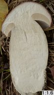 Boletus edulis (borowik szlachetny)