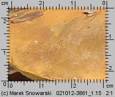 Gyroporus castaneus (piaskowiec kasztanowaty)