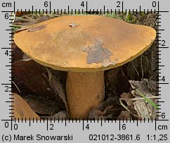 Gyroporus castaneus (piaskowiec kasztanowaty)