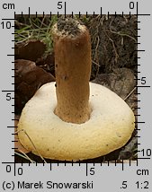 Gyroporus castaneus (piaskowiec kasztanowaty)