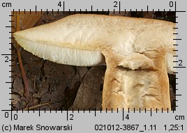 Gyroporus castaneus (piaskowiec kasztanowaty)