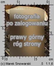 Gyroporus castaneus (piaskowiec kasztanowaty)