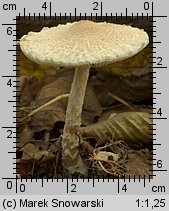 Lepiota clypeolaria (czubajeczka tarczowata)