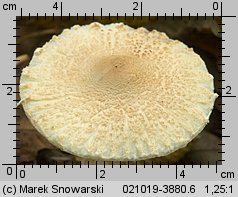 Lepiota clypeolaria (czubajeczka tarczowata)