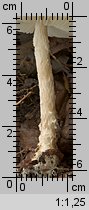 Lepiota clypeolaria (czubajeczka tarczowata)