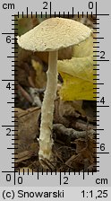 Lepiota clypeolaria (czubajeczka tarczowata)