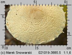 Lepiota clypeolaria (czubajeczka tarczowata)