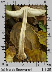 Lepiota clypeolaria (czubajeczka tarczowata)