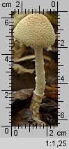 Lepiota clypeolaria (czubajeczka tarczowata)