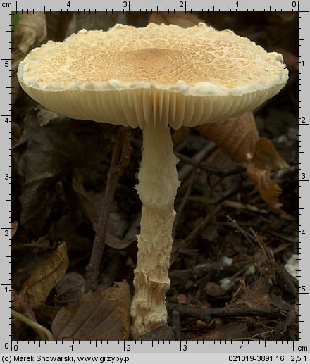 Lepiota clypeolaria (czubajeczka tarczowata)