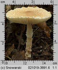 Lepiota clypeolaria (czubajeczka tarczowata)