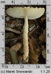 Lepiota clypeolaria (czubajeczka tarczowata)