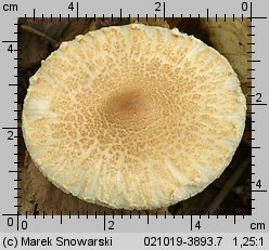 Lepiota clypeolaria (czubajeczka tarczowata)