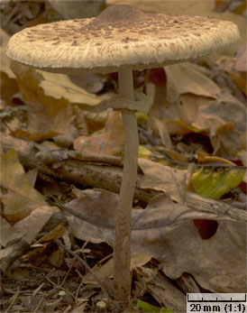 Macrolepiota konradii (czubajka gwiaździsta)