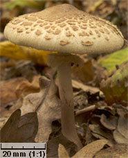 Macrolepiota konradii (czubajka gwiaździsta)