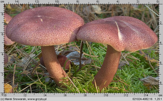 Tricholomopsis rutilans (rycerzyk czerwonozłoty)