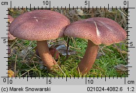 Tricholomopsis rutilans (rycerzyk czerwonozłoty)