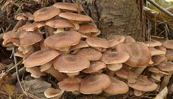 Armillaria ostoyae (opieńka ciemna)