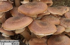 Armillaria ostoyae (opieńka ciemna)