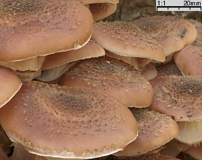 Armillaria ostoyae (opieńka ciemna)