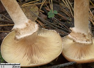 Armillaria ostoyae (opieńka ciemna)