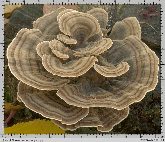 Trametes versicolor (wrośniak różnobarwny)